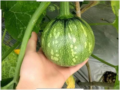 江苏百万网红吃瓜视频