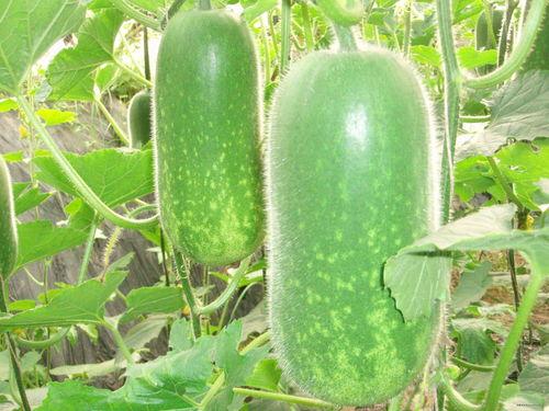 西藏网红吃瓜视频大全,趣味横生，笑料百出